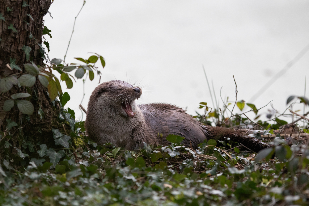 Otter 