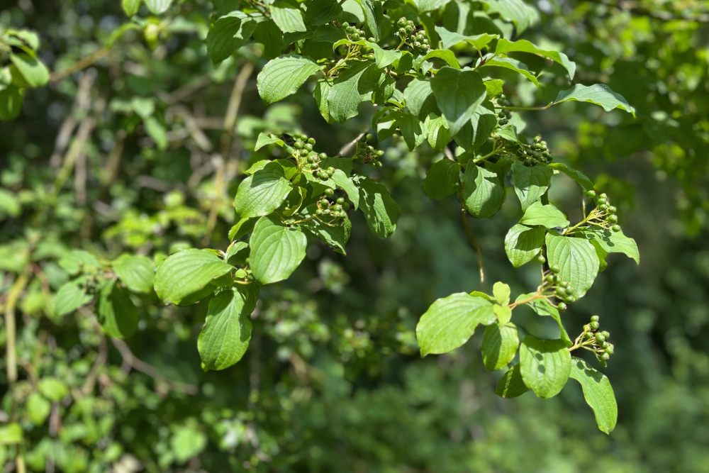 Wegedoorn, Beerze