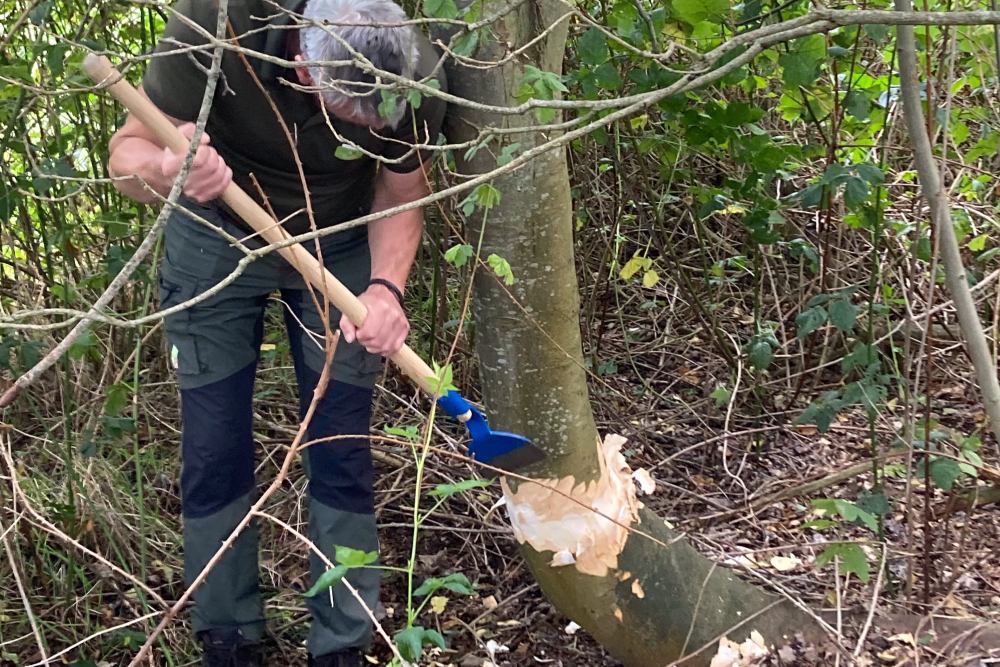 Beheer wilde bomen en struiken: dunning