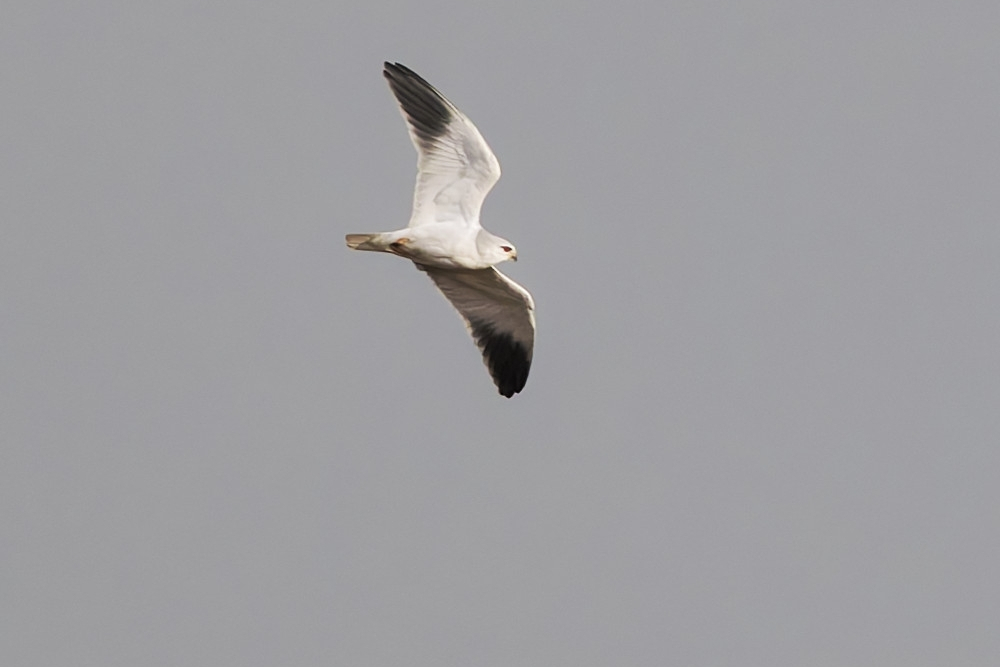 grijze wouw wierdense veld - piet van dijk