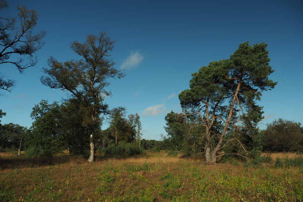 Heide met bomen