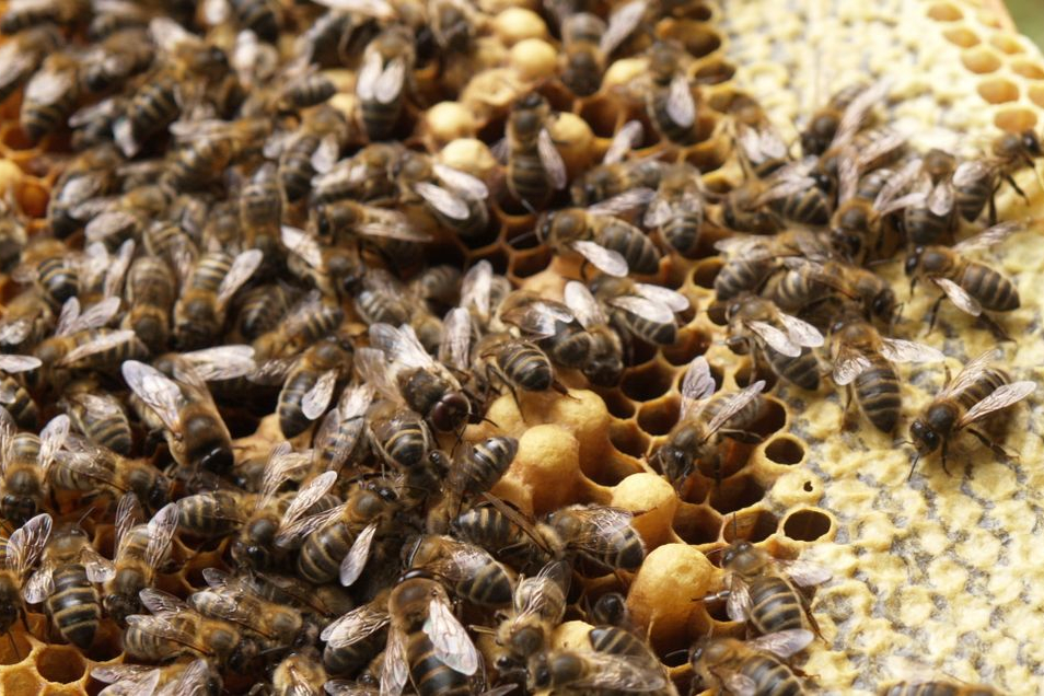 Honingraat bijen 