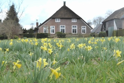 Wilde narcis Rouveen