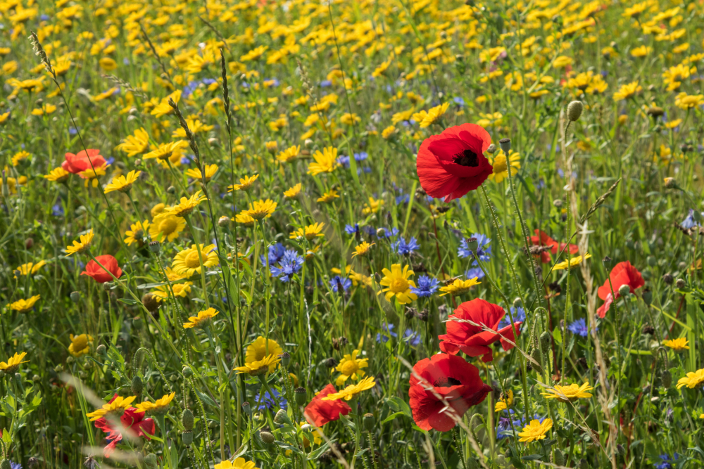 Bloemenweide Josette Veldman