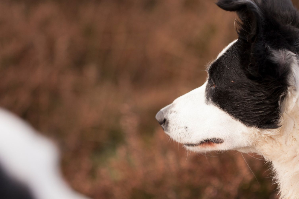 Bordercollie, Willem Heijdeman