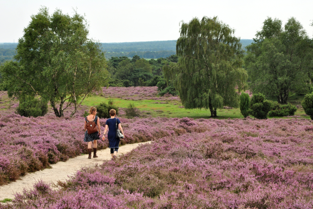 Heide in bloei, wandelaars