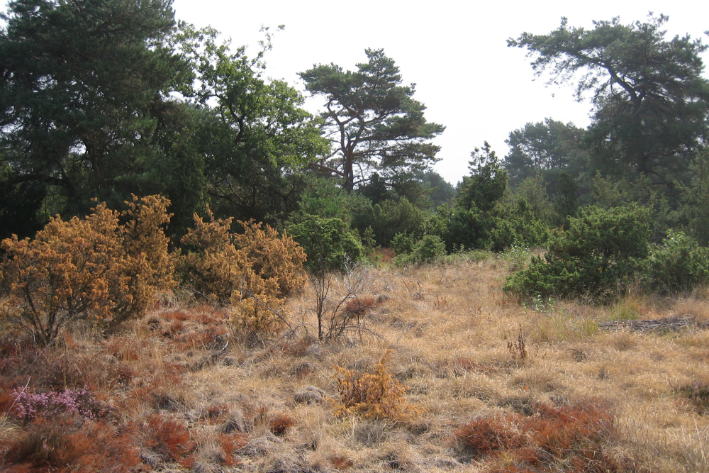 Droogte in natuurterrein Beerze