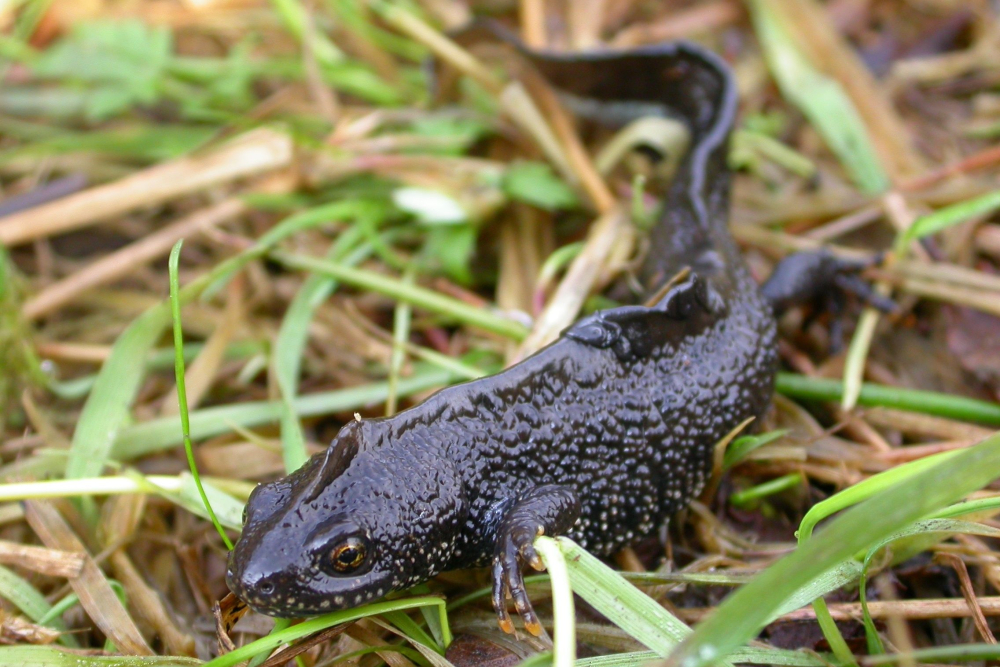 Kamsalamander