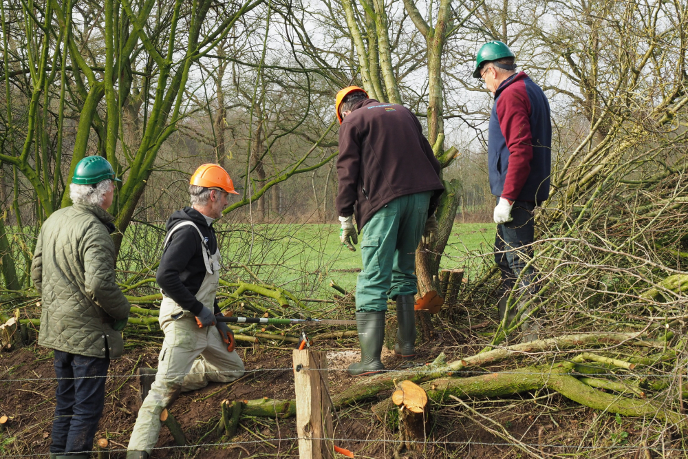 Vrijwilligers kappen bomen