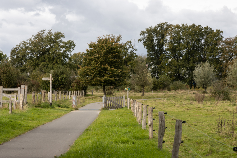 Veeroosters in de Koemaste