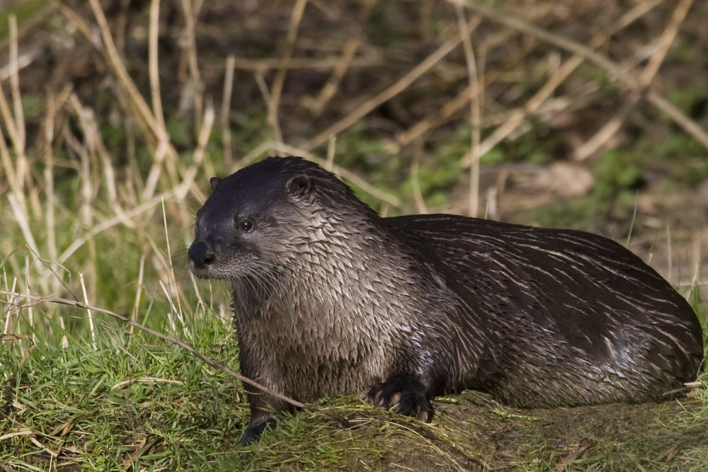 otter, Jacob van der Weele