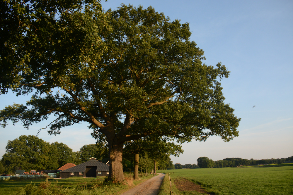 Eiken bij Beckum 