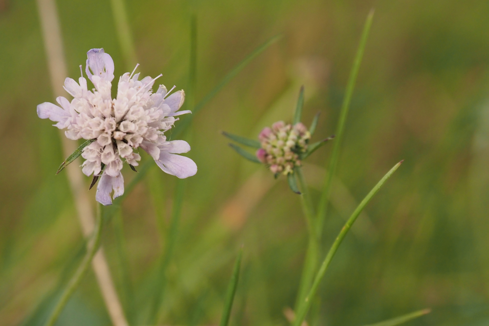 Flora, Buitenlanden Langenholte