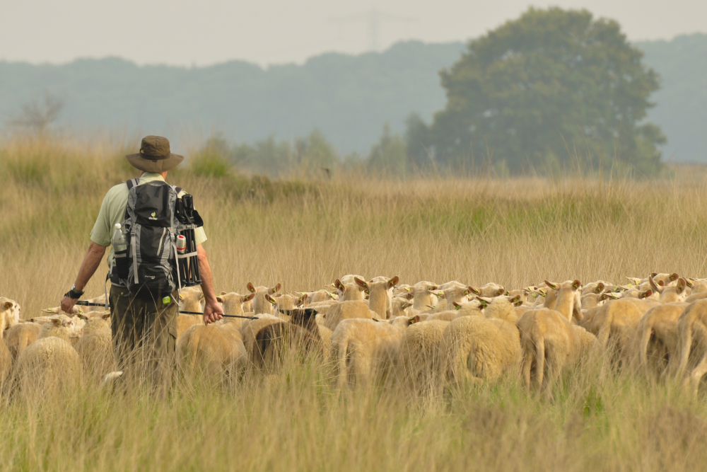 Wierdense veld, heide en herder