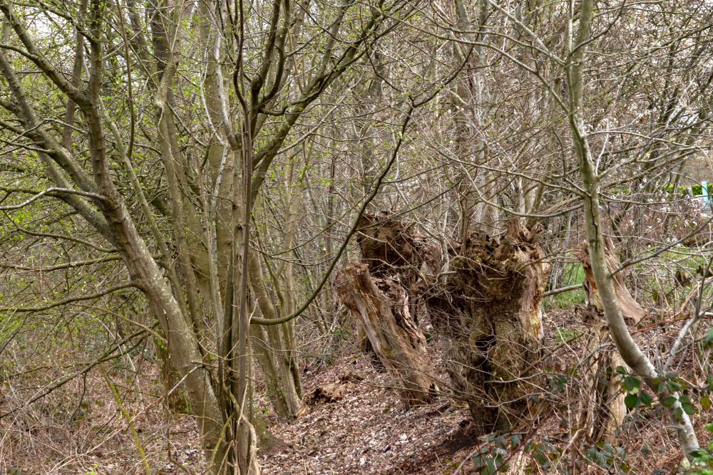 Eikenhakhout, De Wheem