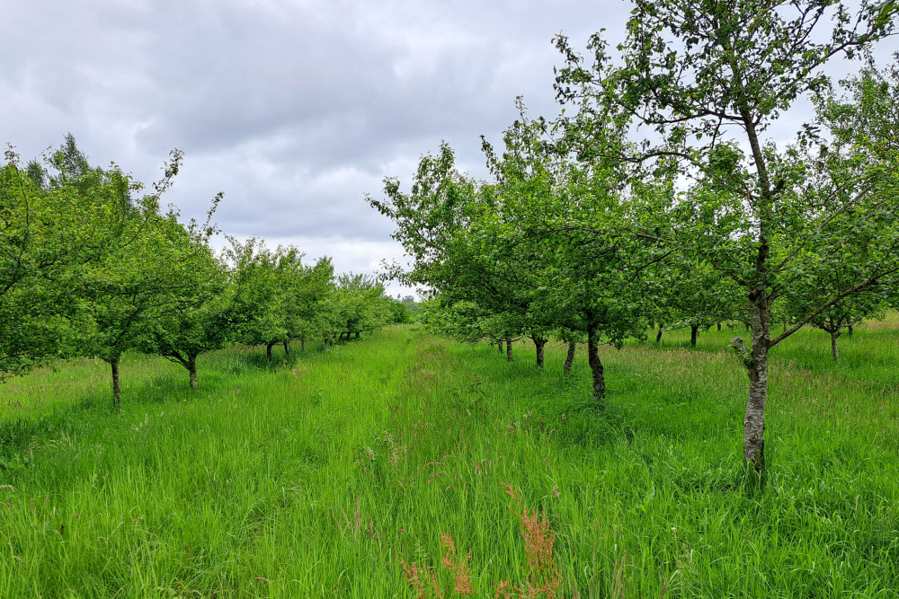 Wilde appel, Roggebotzand (Genenbank Bronnen SBB)