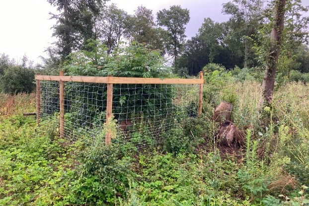 Oude stobbes na hak beschermen tegen reeën