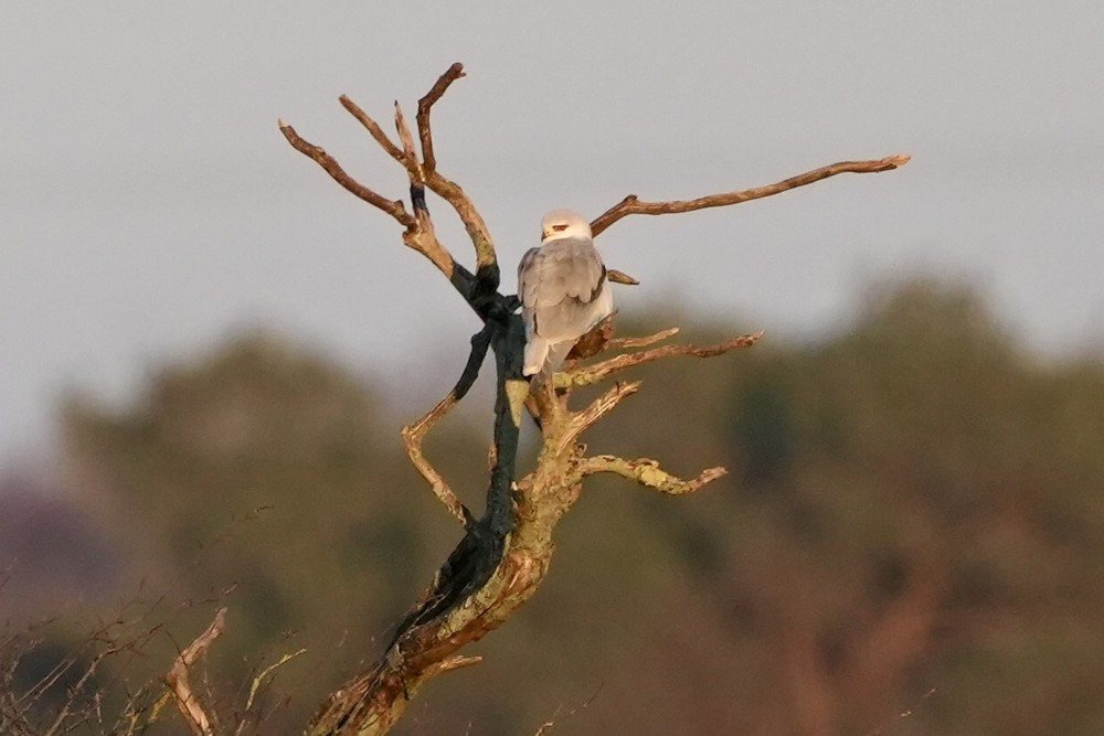 grijze wouw wierdense veld - Renisch n
