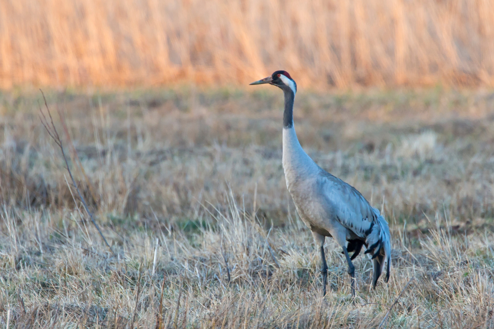 kraanvogel, Jacob van der Weele