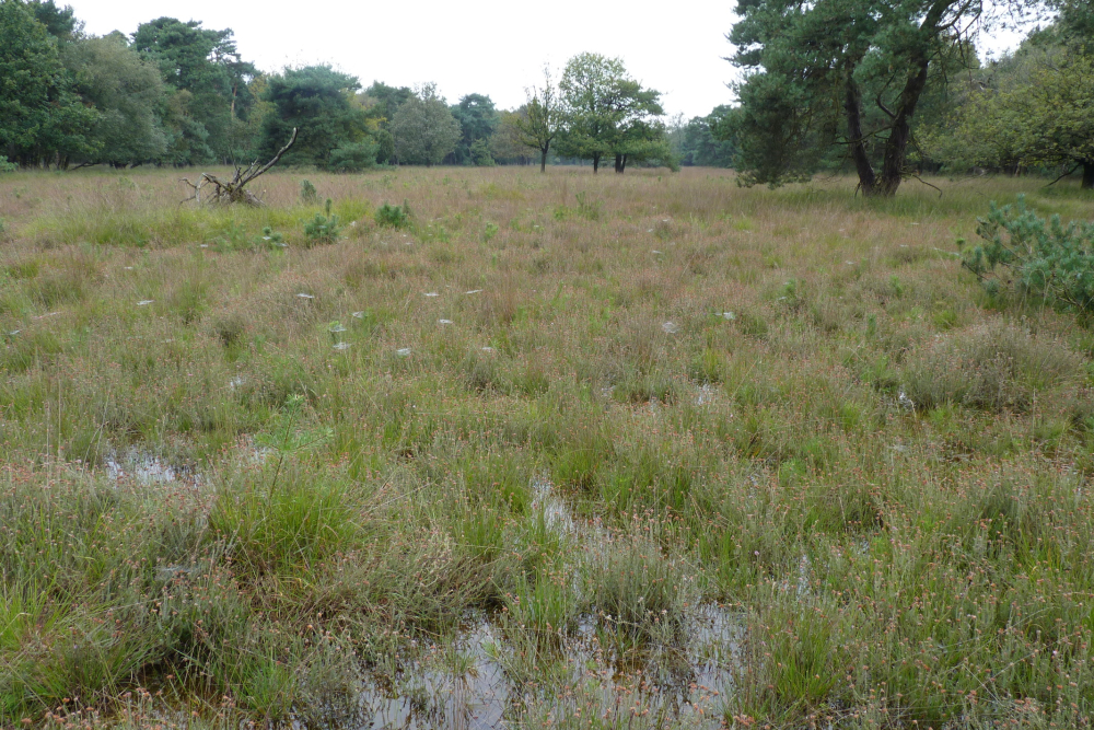 Natte heide in de dekzandlaagte bij het Boetelerveld, Loekie van Tweel