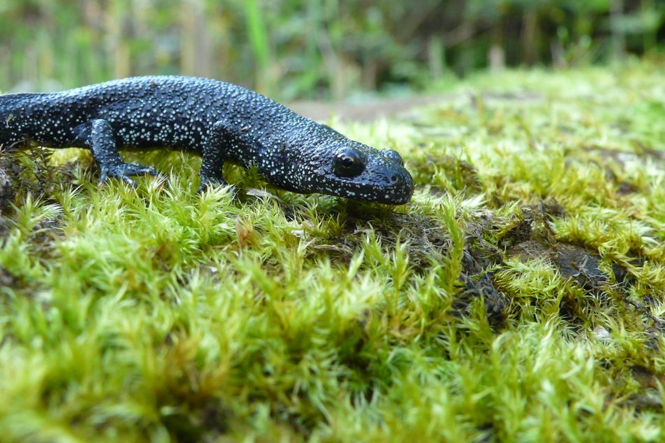 Kamsalamander