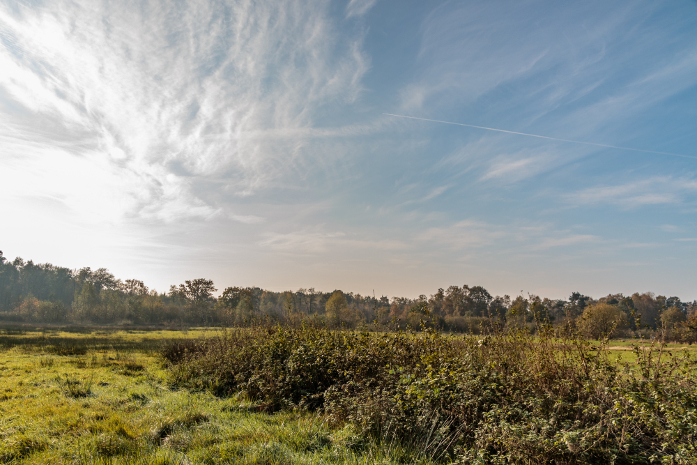 Aamsveen