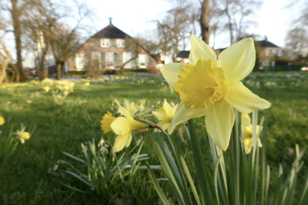 Wilde narcis op erf 