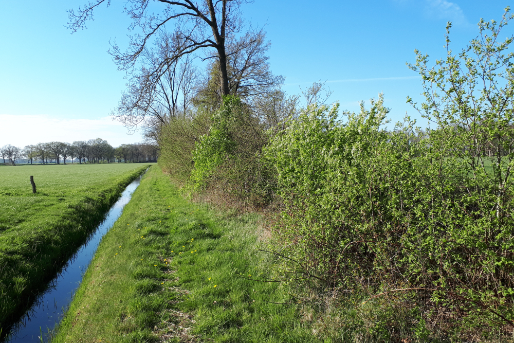 Houtsingel Groote Scheere