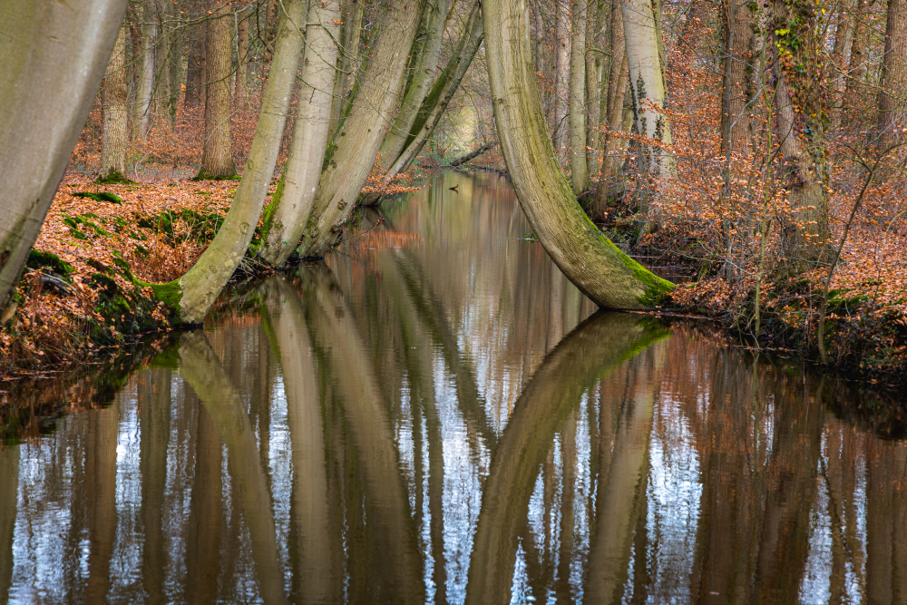 openingsfoto optie 2 Bomen op de oever van de Twickelervaart. Gonny Sleurink