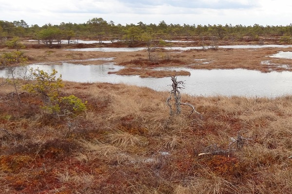 Hoogveenlandschap