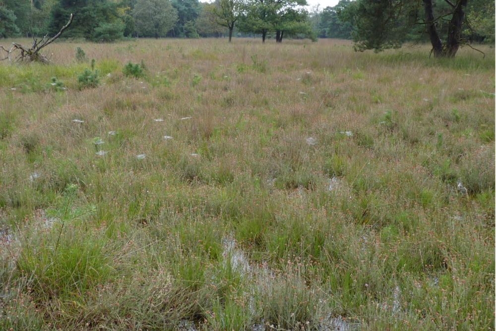 Nat heidelandschap (Boetelerveld)