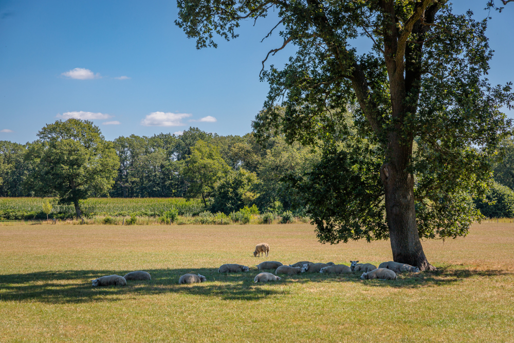 Droogte in Salland