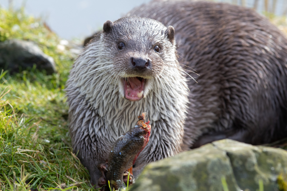 Otter 