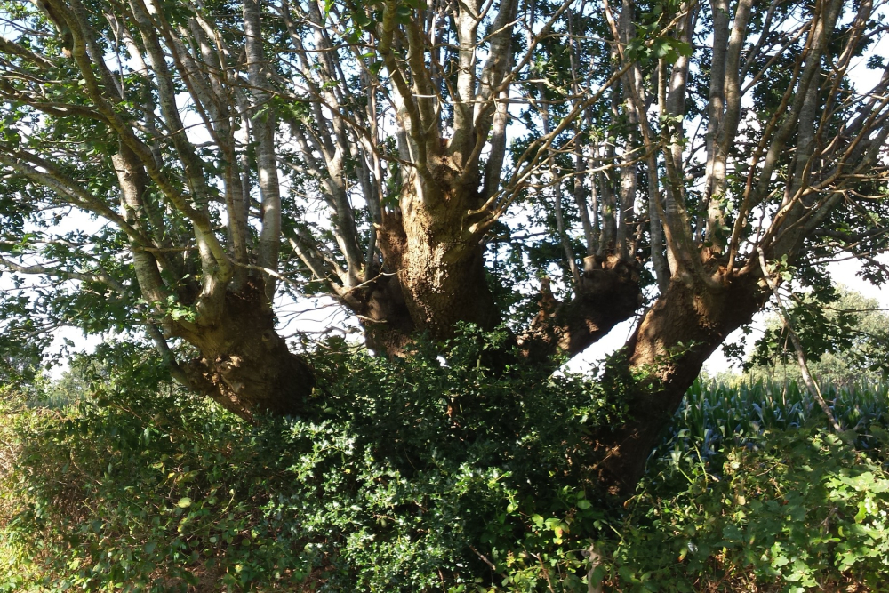 Knoteik, door 'fout' beheer' overgroeid door andere bomen, struiken