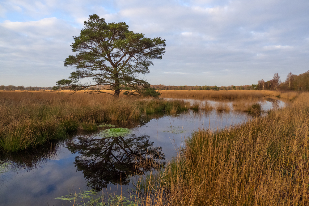 Een nat Wierdense Veld