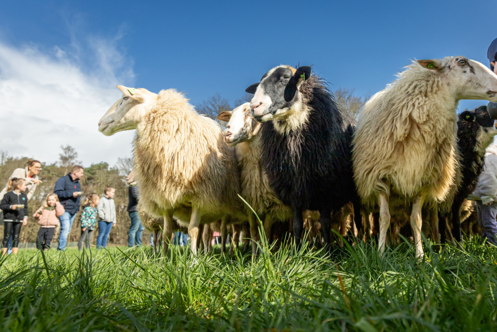LO179471600 Schapendrijven