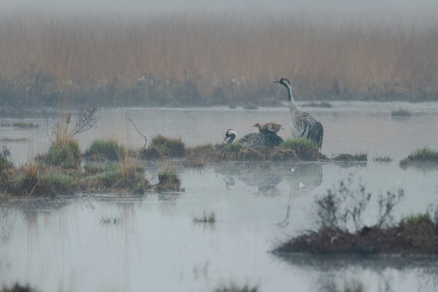 kraanvogeldwierdenseveld_vladimirfotografie2