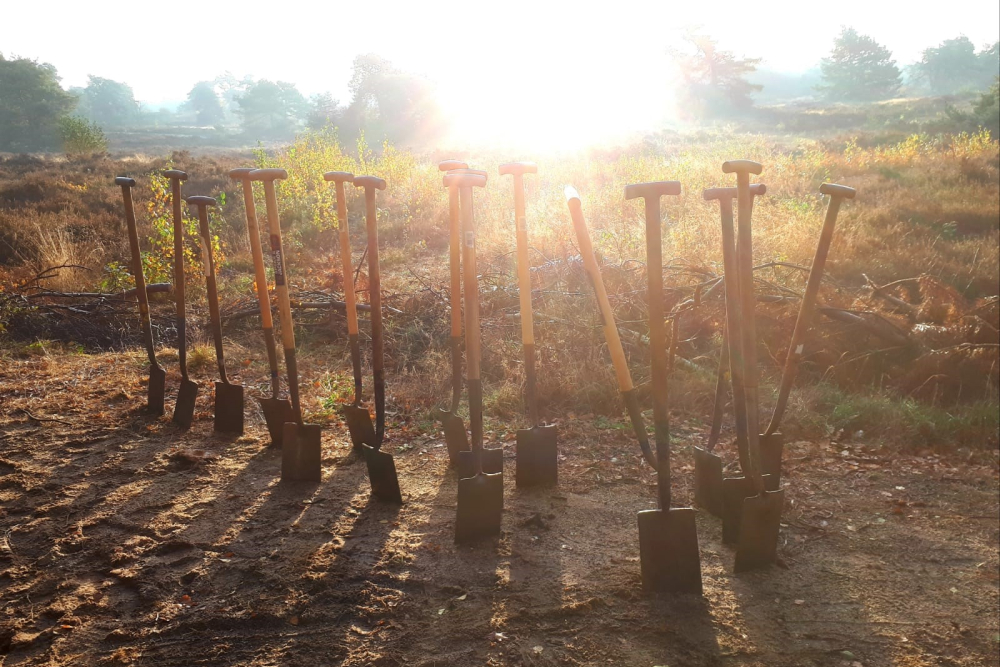 Spades in ochtendlicht holten