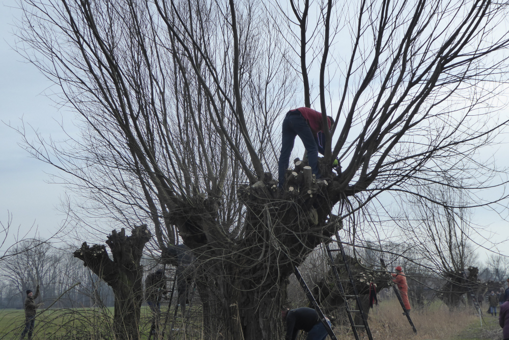wilgenknotten Diepenheim