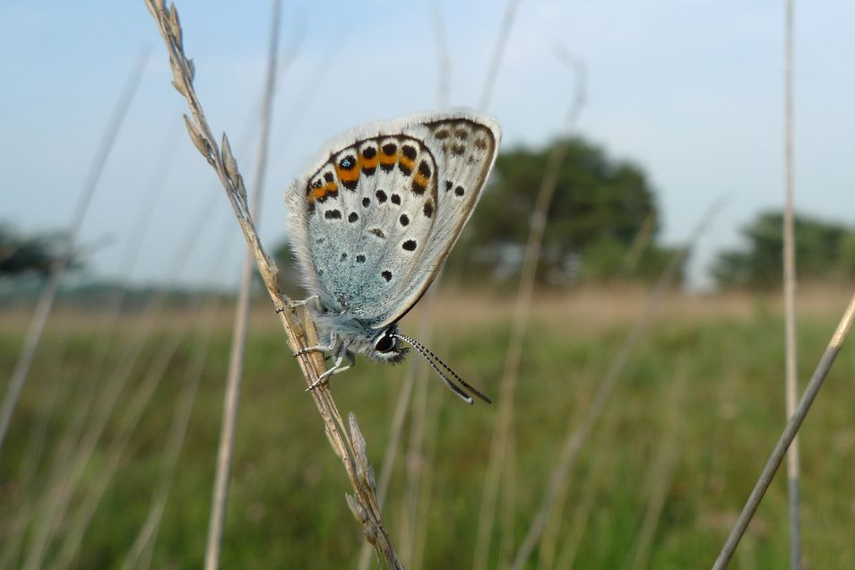 Heideblauwtje, Mark Zekhuis