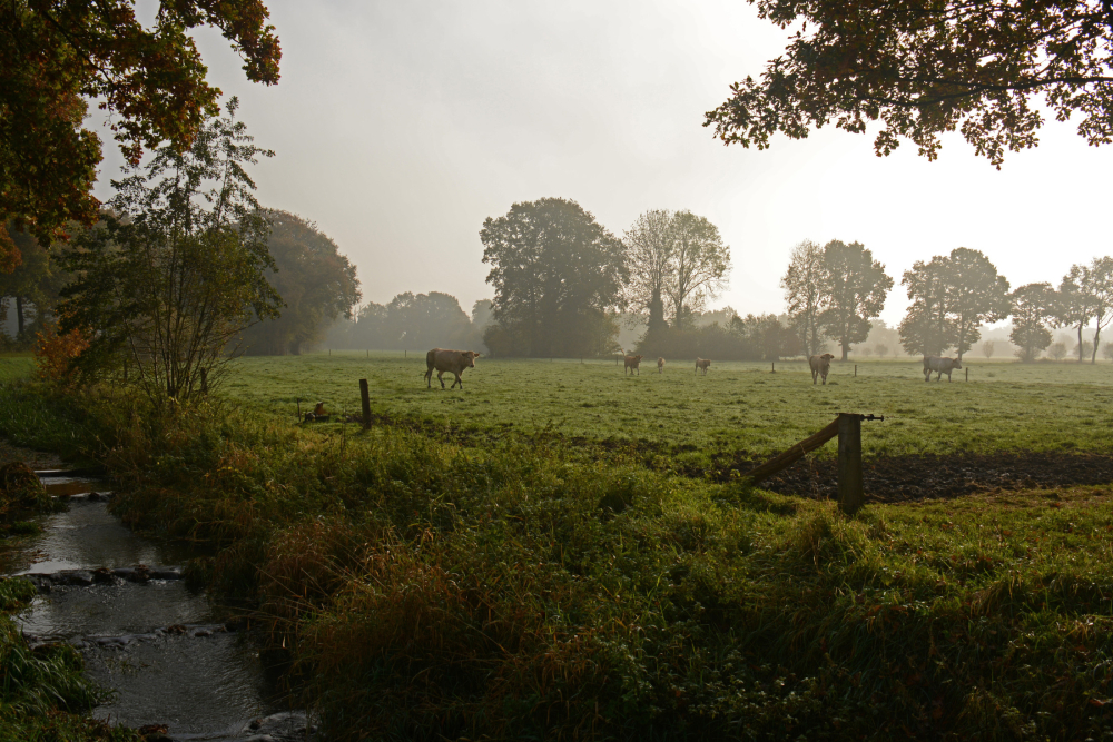 Hooilanden in 'het Agelerbroek', Nico Kloek