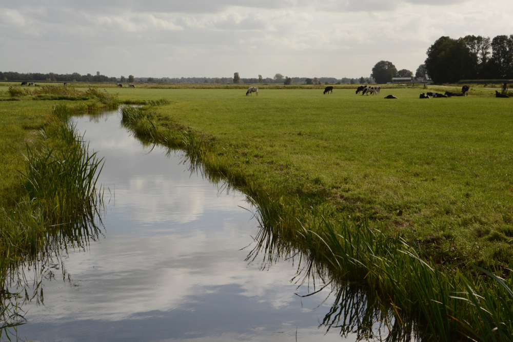 Weide- en hooilanden bij Blokzijl, Nico Kloek