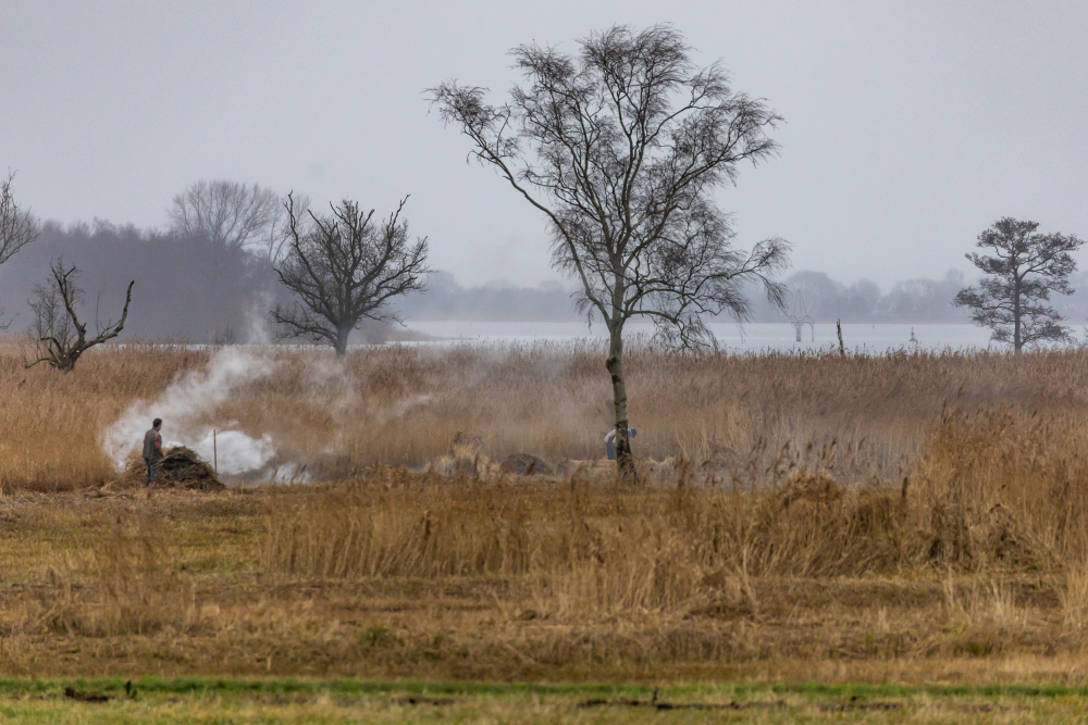 Weerribben Wieden, laagveen, rietsnijders