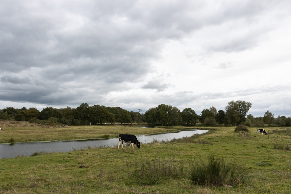 Regge, Koemaste Hellendoorn