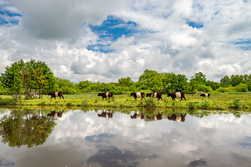 Vecht lakenvelders - Gonny Sleurink