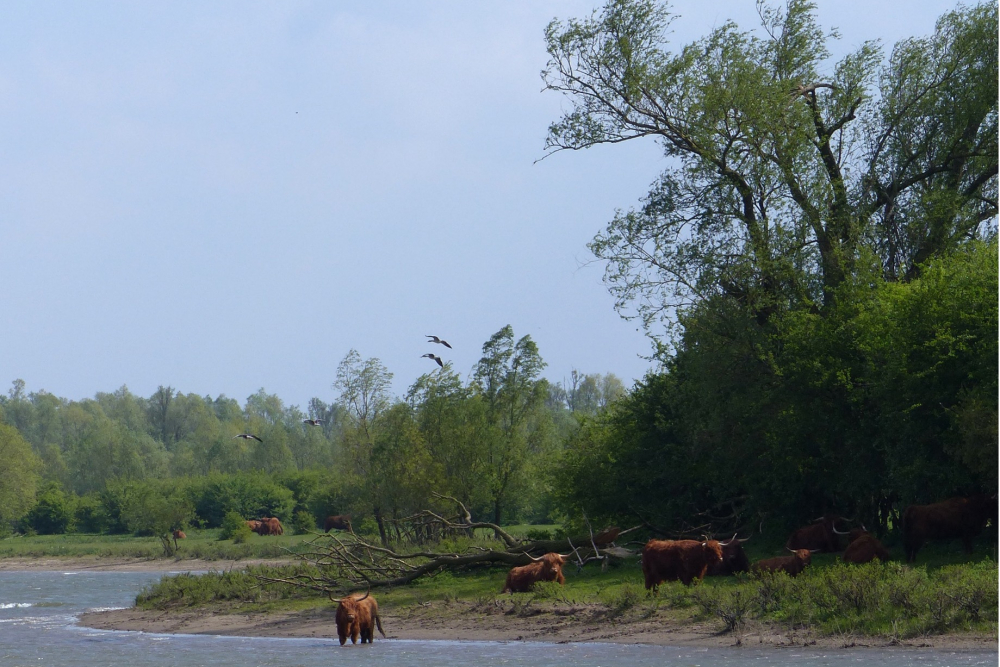 Rivierenlandschap, uiterwaarden van de IJssel