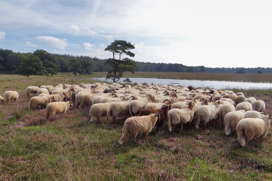 Schaapskudde met Drentse Heideschapen in Allardsoog