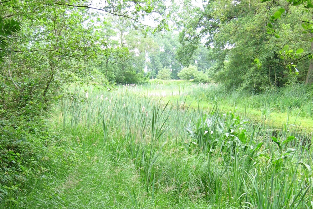 Hunenborg, broekbos