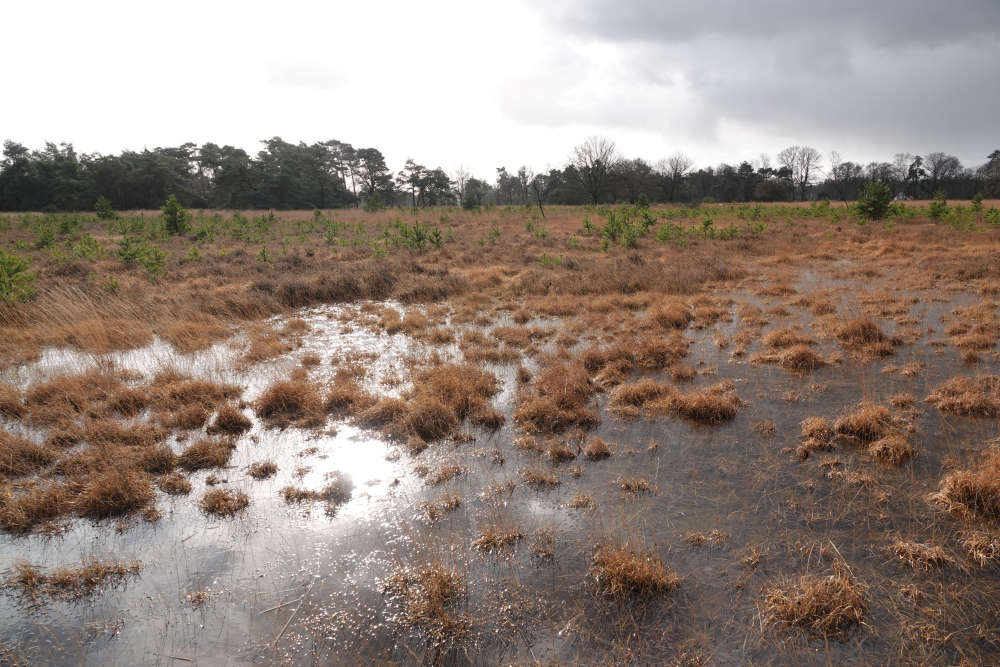 Natte heide