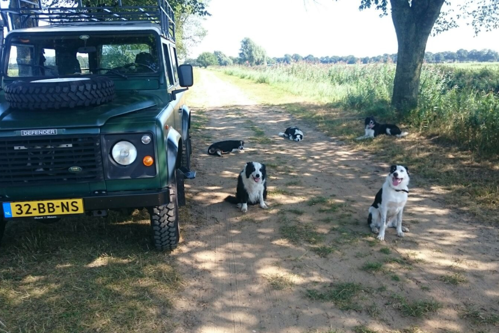 Alle honden mee met de kudde 